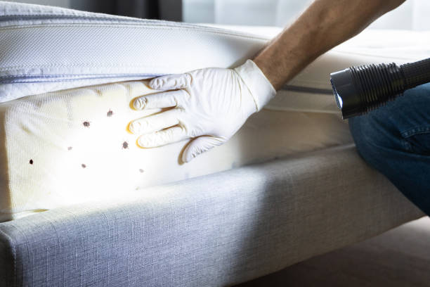 Best Local Pest Control Services  in Lake Brownwood, TX
